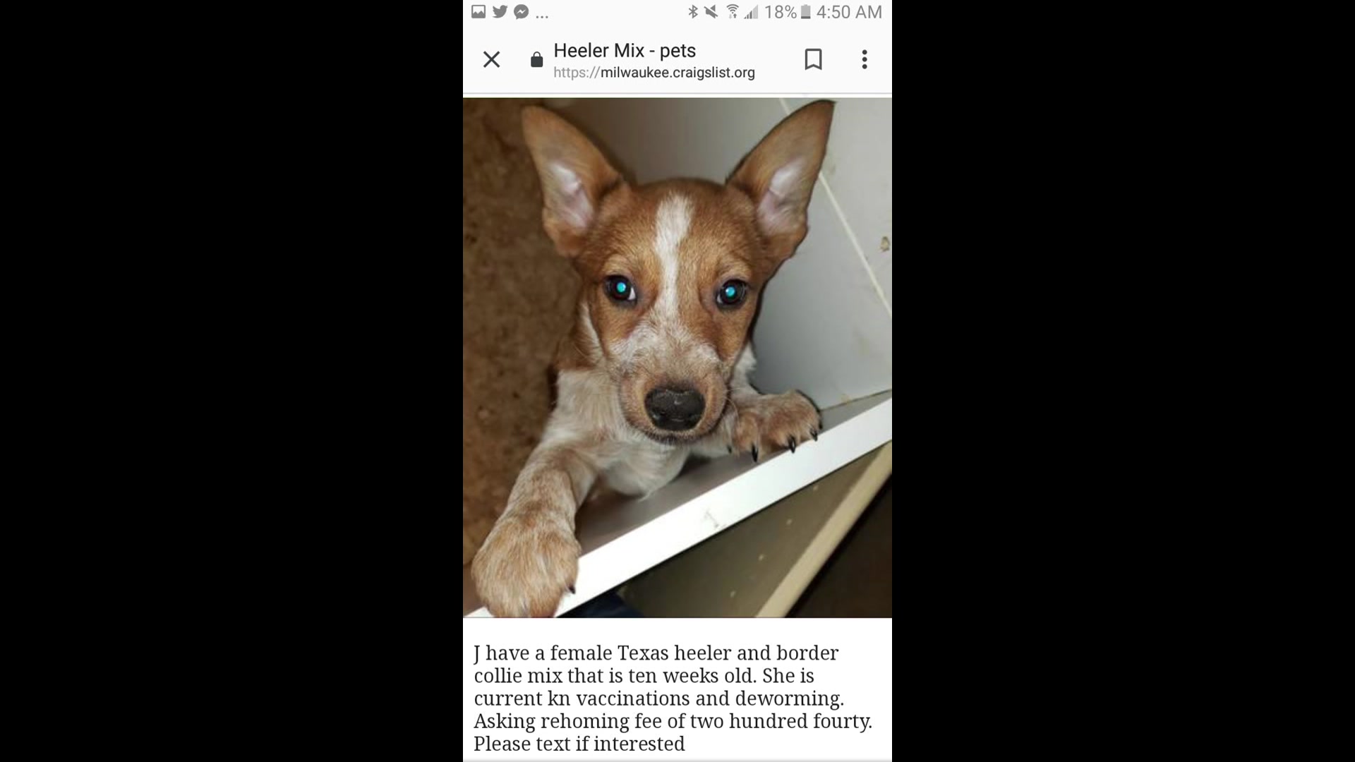 Craigslist Scam Don T Give Pets Away Online Life With Dogs