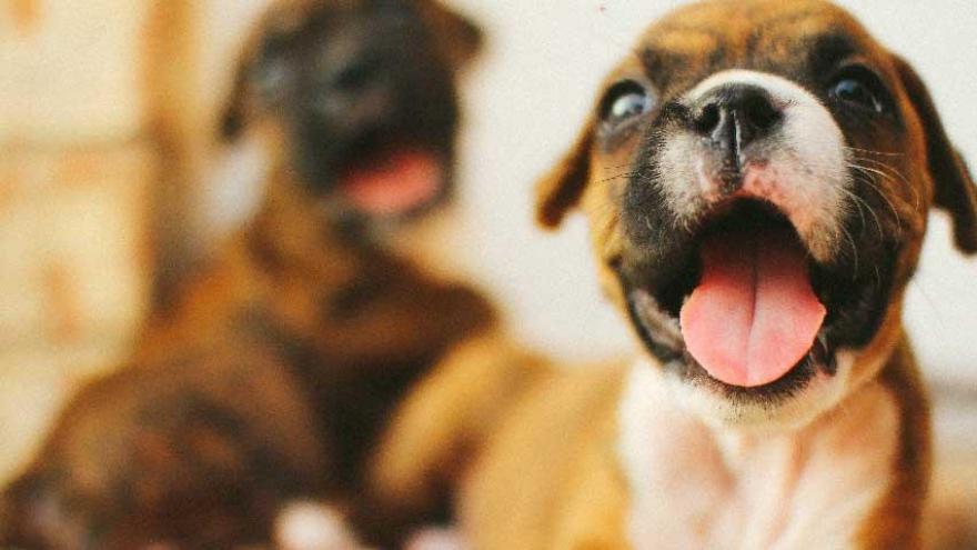 Exposure to pet store puppies left more than 100 people sick — CDC